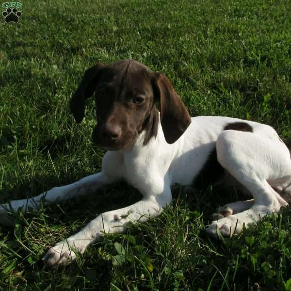 Bridget, German Shorthaired Pointer Puppy